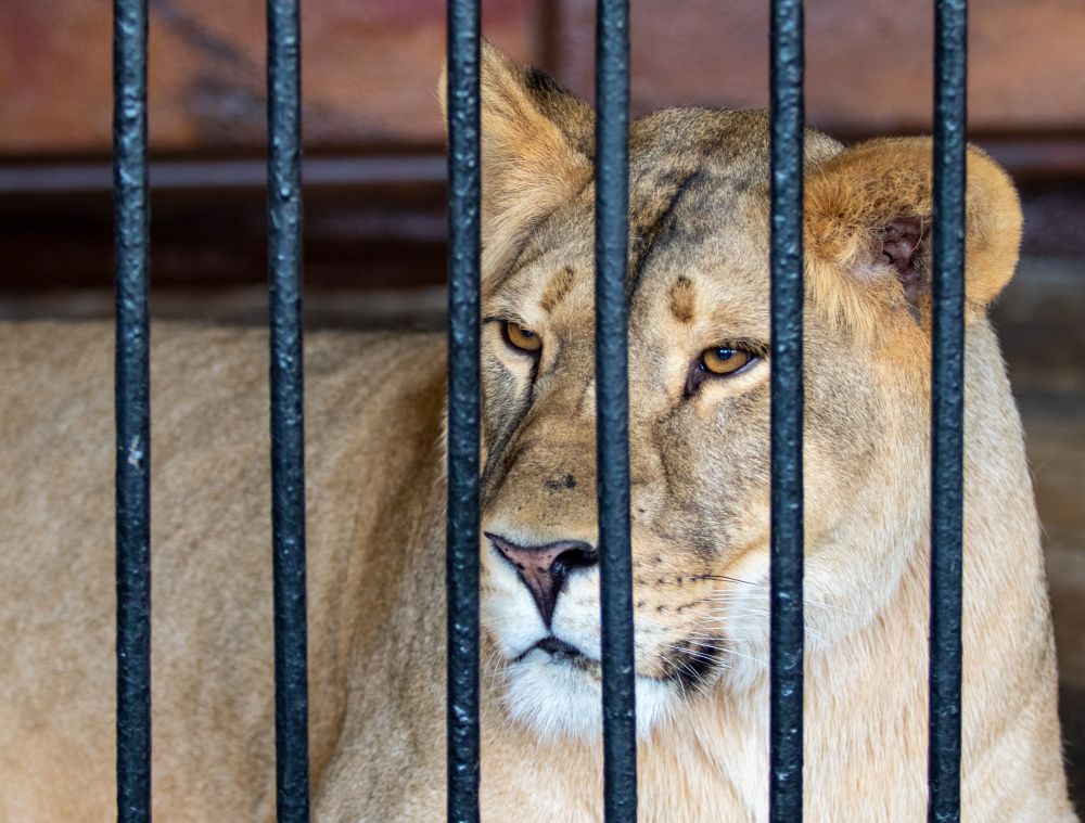 Illegálisan tartott az oroszlánokat, pumákat, tarajos sülöket