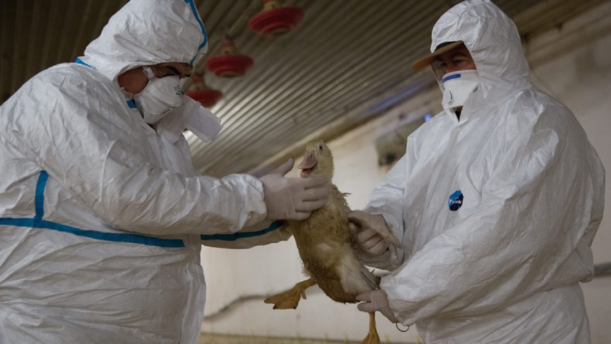 Újra megjelent a madárinfluenza Magyarországon, figyelmezteti a baromfitartókat a Nébih
